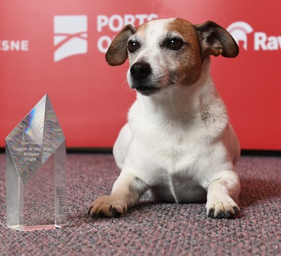 Angel of the year Sammy Pride of Jersey Awards 2024 Picture: DAVID FERGUSON JJ Gallagher and his dog, Sammie, were the recipients of the Angel of the Year 2024 award for their commitment to finding missing dogs in all hours and all weather conditions. Picture: DAVID FERGUSON